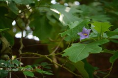 Solanum grandiflorum
